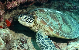 Sipadan_2015_Tortue Franche_Chelonia mydas_IMG_2112_rc